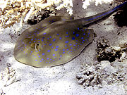 Picture 'Eg2_0_2258 Blue-spotted Ray, Egypt'